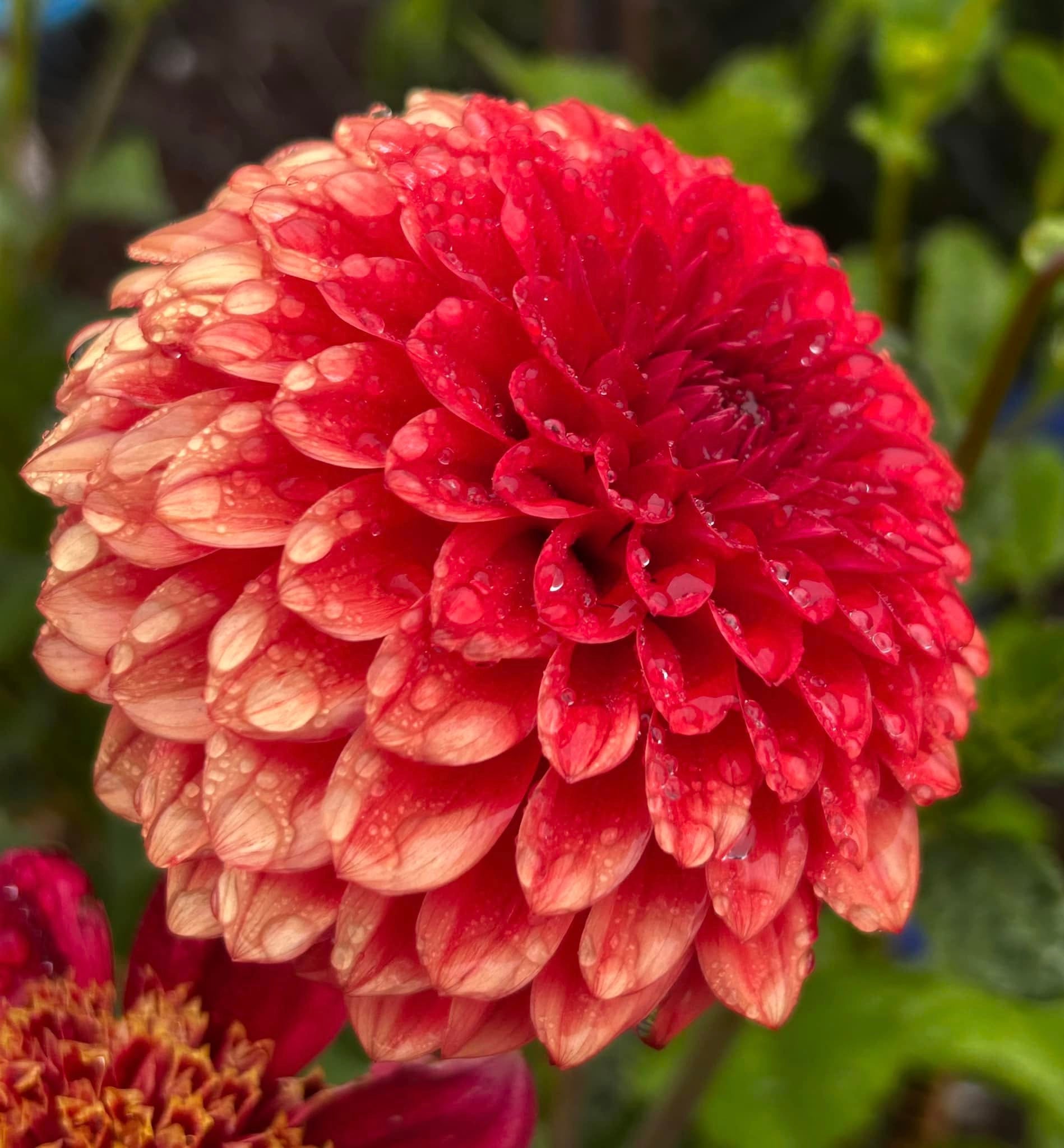 coming-sep-2025-dahlia-red-decorative-tuber-heirloom-haven