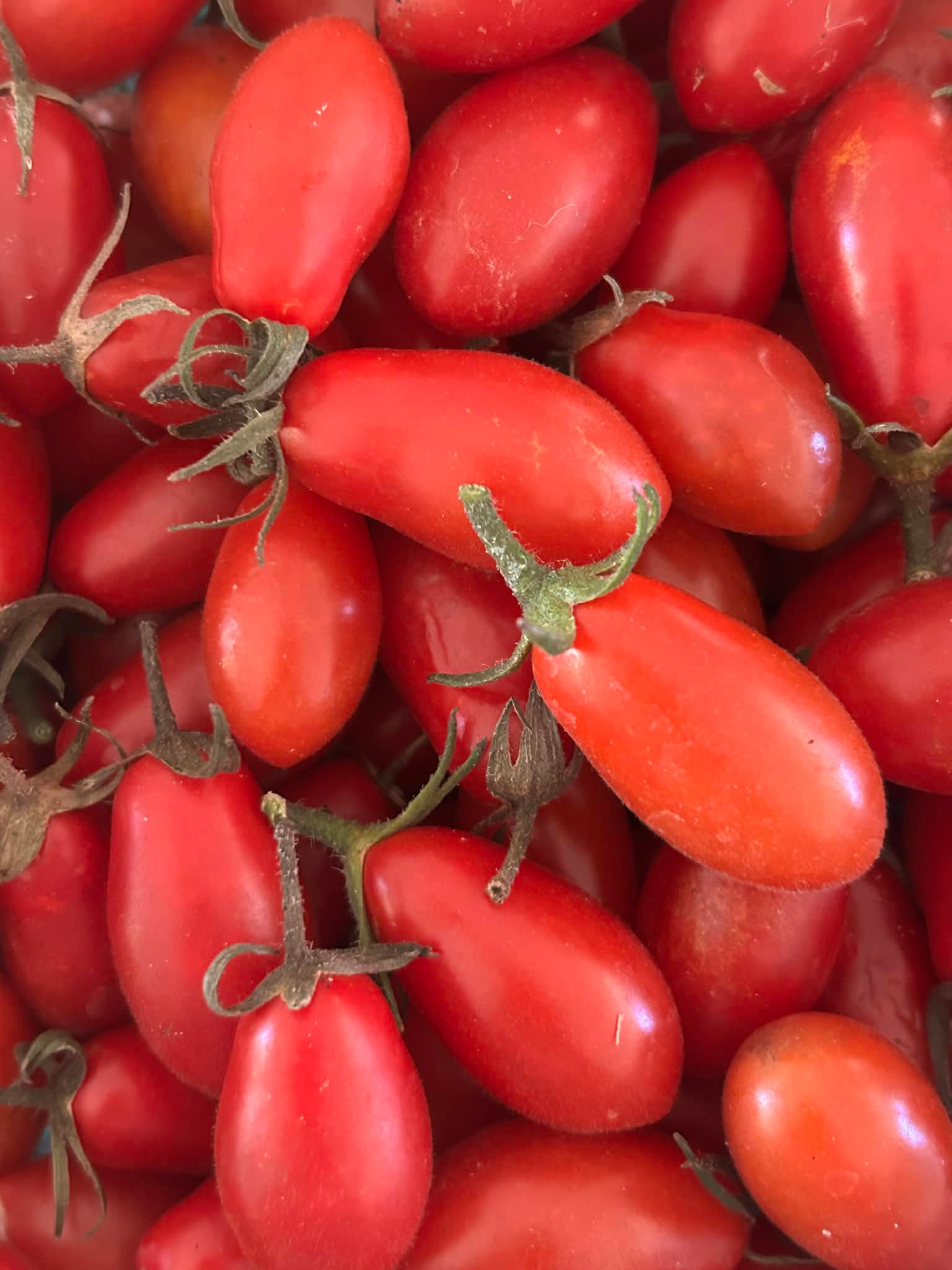 Tomato - Cherry Roma Seeds | Heirloom Haven